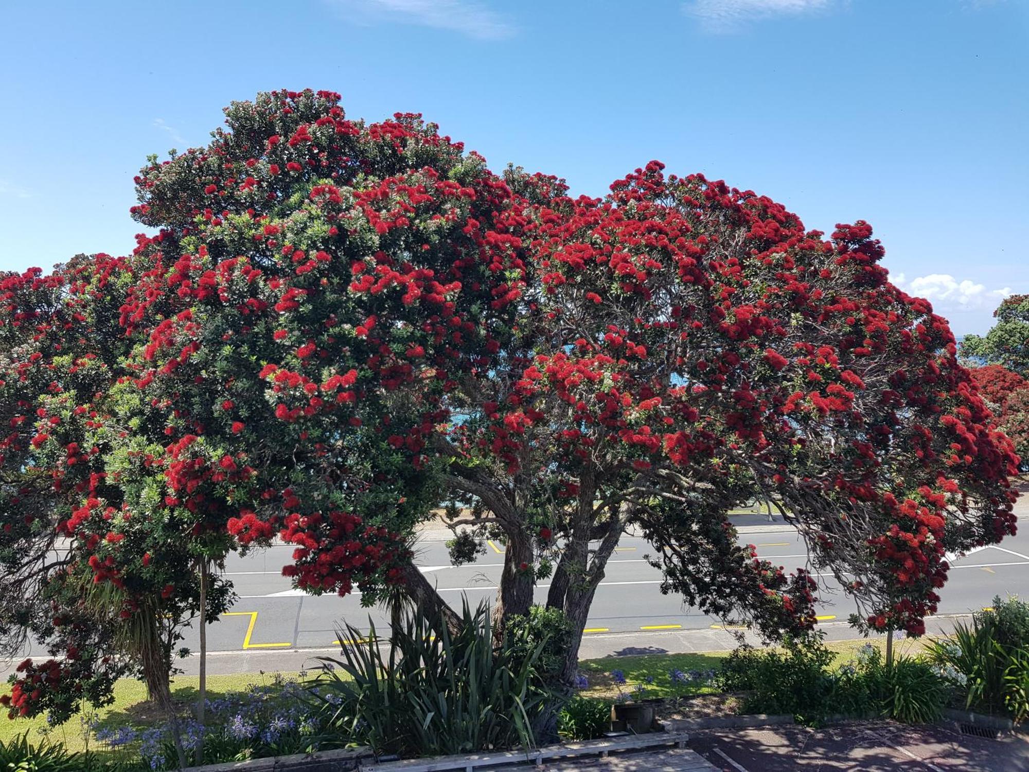 Whangaparaoa Lodge Dış mekan fotoğraf